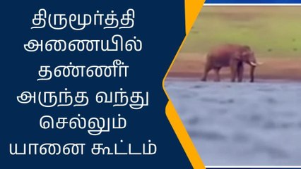 உடுமலை: தண்ணீர் தேடி வரும் யானைகள்!