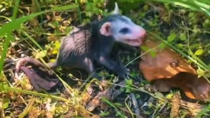 Man finds baby possums in the grass scared without their mother