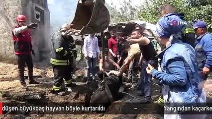 Yangından kaçarken kuyuya düşen büyükbaş hayvan böyle kurtarıldı