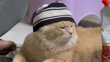 Muslim Cat waits to break fast in Ramdan, last minute feels