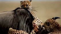 cheetah hunting its preys best moments   |  Animals | Wild