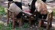 四只大熊貓坐一桌，邊吃東西邊聊天。接著要打麻將了！Four giant pandas sat at a table, eating and talking. Maybe they going to play mahjong next!