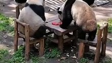 四只大熊貓坐一桌，邊吃東西邊聊天。接著要打麻將了！Four giant pandas sat at a table, eating and talking. Maybe they going to play mahjong next!
