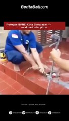 Petugas BPBD Kota Denpasar melakukan evakuasi ular piton yang ditemukan di bawah lantai rumah warga di Jl. Cok Agung Trena, Denpasar, Sabtu (22/4).