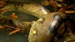 National Geographic Wild  Anaconda Nat Geo animals Documentary HD 2021  |  Animals | Anaconda | Wild life | National Geographic