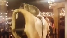 Funny animals