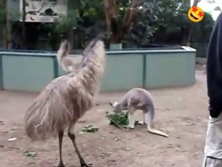 Crazy Kangaru making fun with big bird , amazing rare video