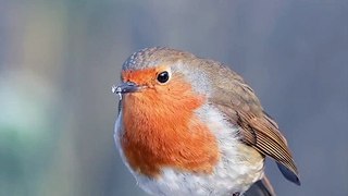 European Robin Bites In The Frost | Robin Birds | Nature | Wildlife | Tailorbirds