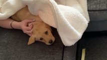 Children come home to a puppy surprise, Wholesome Video