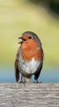 Robins Are Suddenly Everywhere In England- Amazing | Robin birds | Nature | London Nature| Wildlife | European Birds