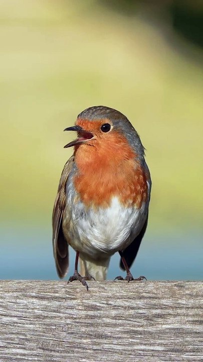 Robins Are Suddenly Everywhere In England- Amazing | Robin birds | Nature | London Nature| Wildlife | European Birds