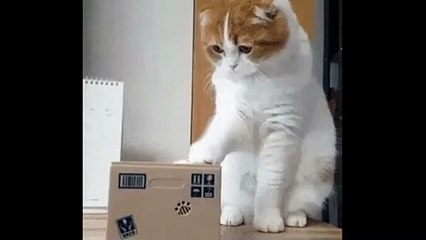 Cute & Funny Cats Doing Silly Things !