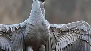 Common Cranes Mating -  Songs of Nature | Poland Common Cranes | Nature | Wild Birds