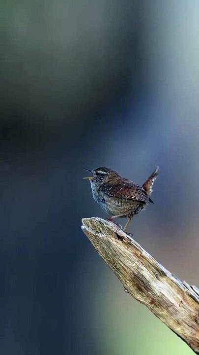 Tailorbird Singing | London Amazing Bird | Nature | Wild Life | Tailorbirds Video