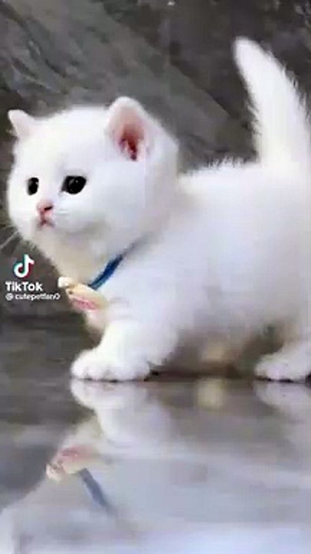 Cats#cute cats #funnyanimals #funny cats