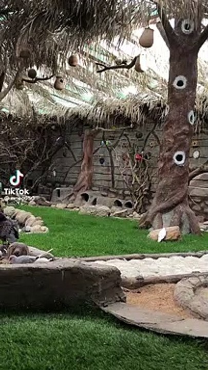 Parrots #talkingparrot #funnyanimals