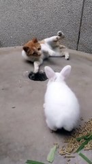 Cat and rabbit . A beautiful moment #584 - #shorts