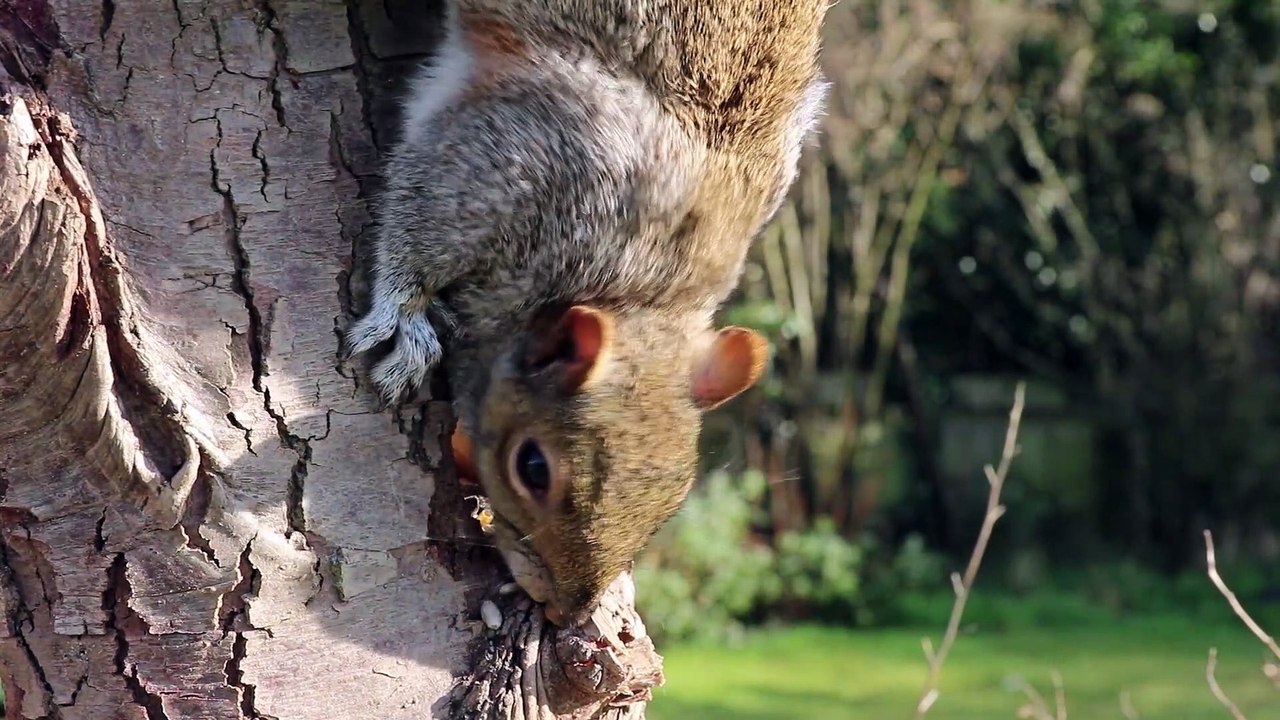 Squirrel ️