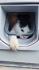 My Kitten Using His Cat Door for the First Time