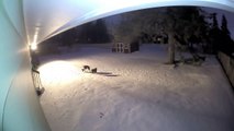 Mini Aussie Fends Off Coyote in Back Yard