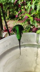 Empress Brilliant Hummingbird Shows Off Bifurcated Tongue