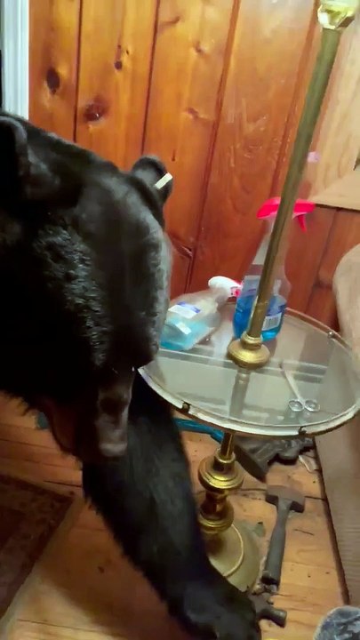 Bear Looks For Something To Steal Before Closing Door