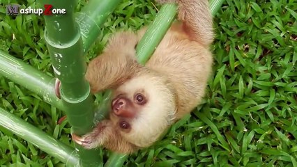 Cute Sloth - A Funny And Cute Sloth Videos Compilation 2015