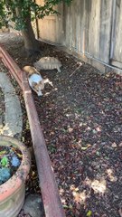 Tortoise Chases Corgi Around Yard