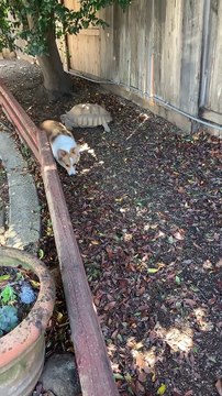 Tortoise Chases Corgi Around Yard