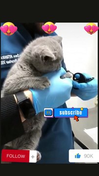 Cats are clipping nails #shorts #youtubeshorts #funny #cats #fun #jokes #cats #cat #viral #youtubeshort #funnyshorts #youtube