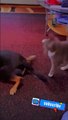 These cats are funny cats #cats #catstiktok #catvideos #catlover #shorts  #funny #cat #youtubeshorts #cats #shortsvideo