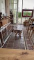 French Bulldog Puppy Goes Toe-to-Toe With Drying Rack