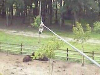 Accro Branche (92)