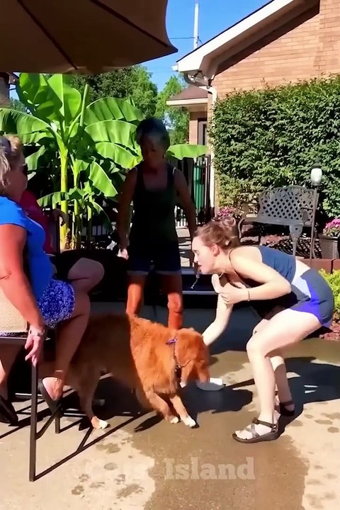 Funny Animals 2023 | Funny Cats and Dogs