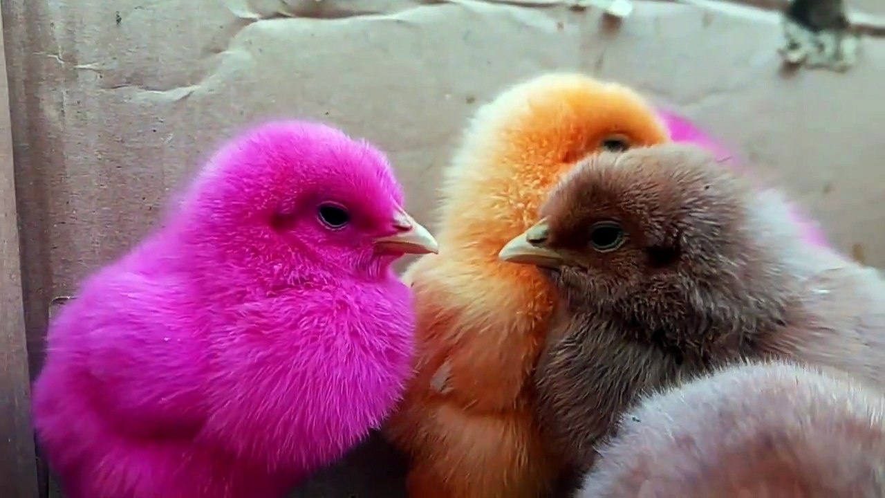 colorful_little_chicks_very_beautiful_colorful_and_chicks_Bade ...