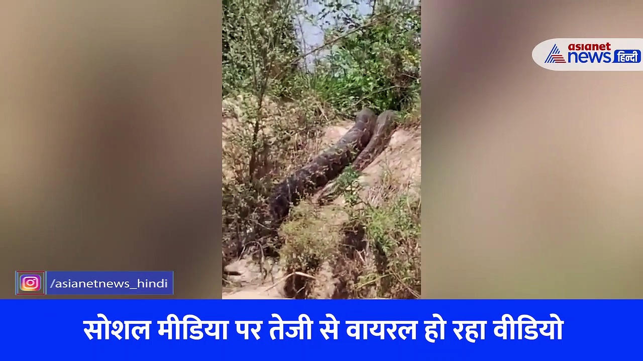 जंगल में विशालकय अजगर को देख सबके उड़े होश, आसपास के लोगों में दहशत का माहौल, देखें Video
