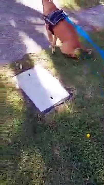 Soldier the American Staffy from Berkeley has developed hip dysplasia, leaving him no longer able to walk properly. Picture from Our Miracle Soldier Recovery Facebook page.