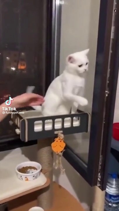 Cat funny