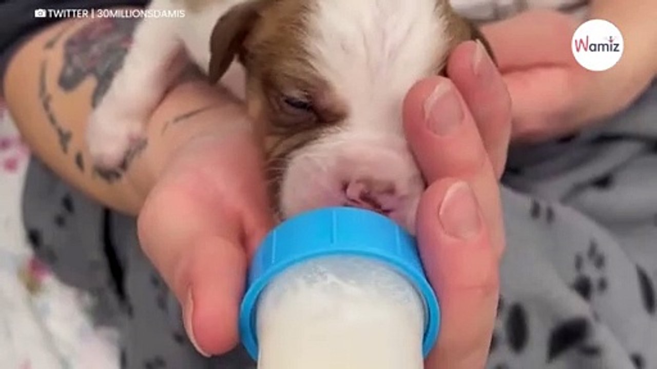 9 chiots trouvés dans un carton en forêt : la Fondation 30 Millions d'Amis donne de leurs nouvelles ! (vidéo)