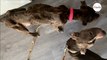 Maltraitance animale : Michel Sardou horrifié après la découverte de deux chiens affamés