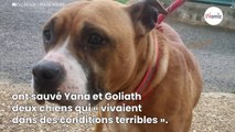Dans l’Aveyron, deux chiens retrouvés sans eau ni nourriture dans une maison insalubre
