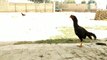 O shamo vs Red Aseel - Rooster vs Rooster
