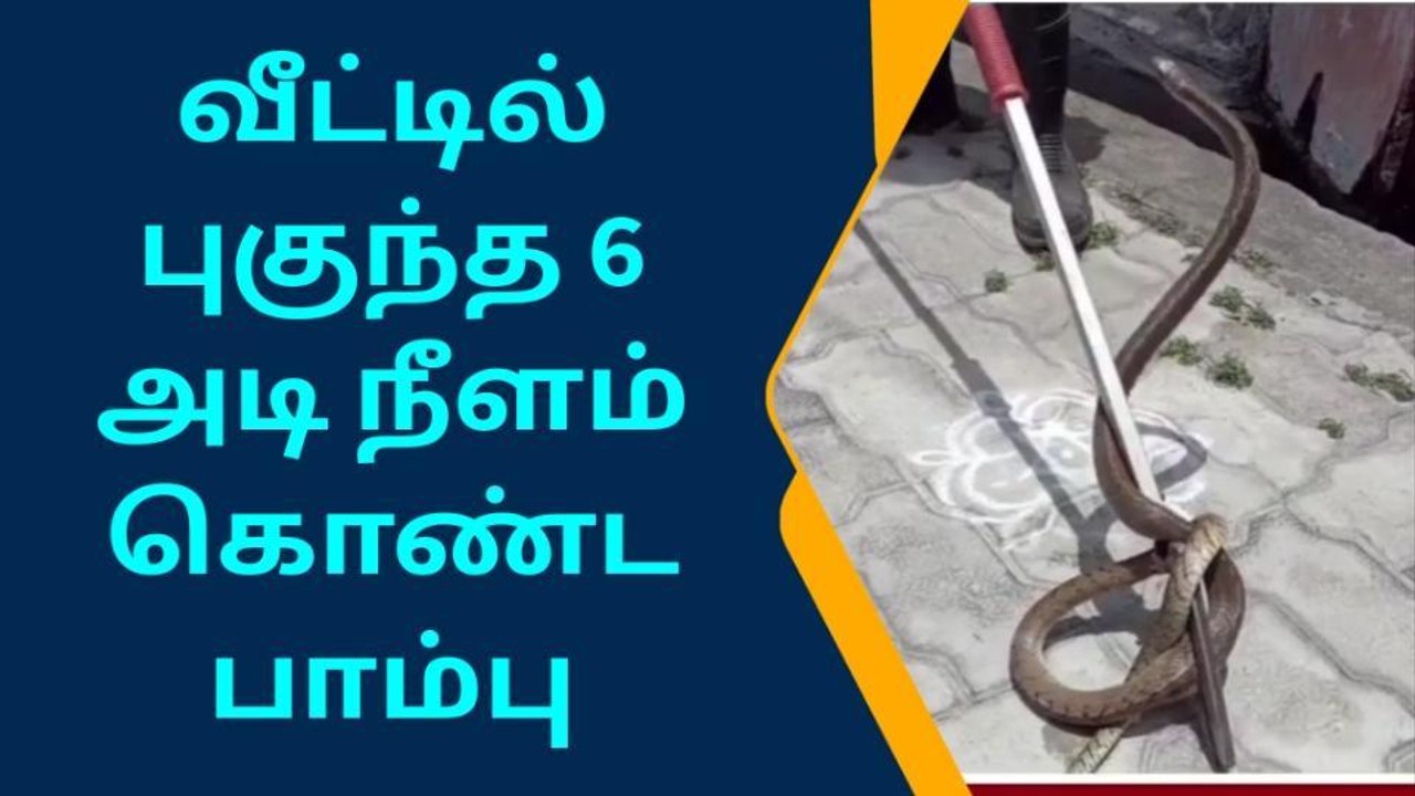 செஞ்சியில் வீட்டினுள் புகுந்த 6 அடி நீளம் கொண்ட சாரைப்பாம்பு!