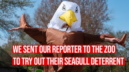 We sent a reporter to Blackpool Zoo to dress up as a 'seagull deterrent'