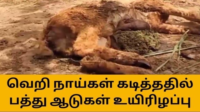 கரூர்: வெறி நாய்கள் கடித்ததில் பத்து ஆடுகள் உயிரிழப்பு!