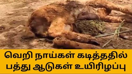 கரூர்: வெறி நாய்கள் கடித்ததில் பத்து ஆடுகள் உயிரிழப்பு!
