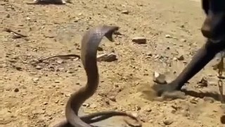 Snake and Dog face to face comment who will win ?| Animals | Wild | Wild life