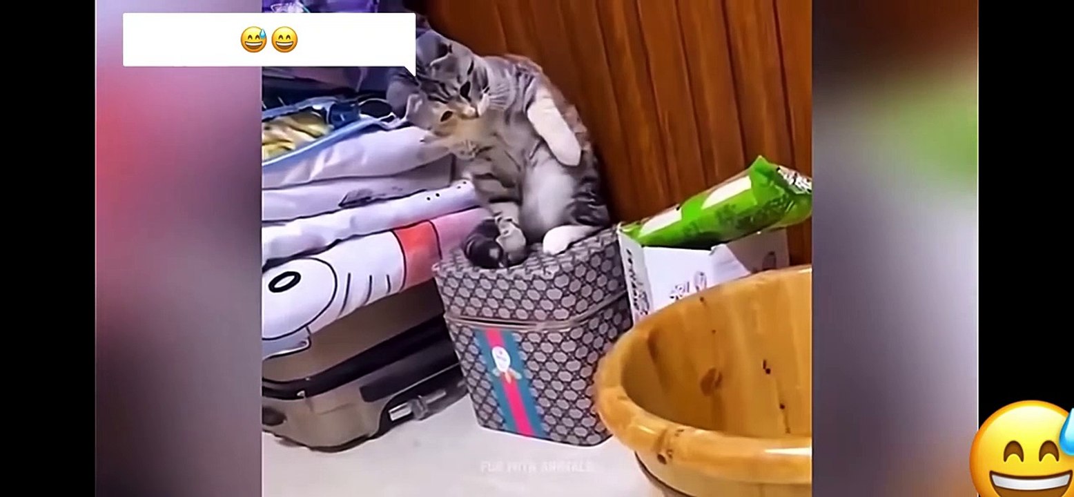 Funniest Animals  Funny Cats and Dogs 2023
