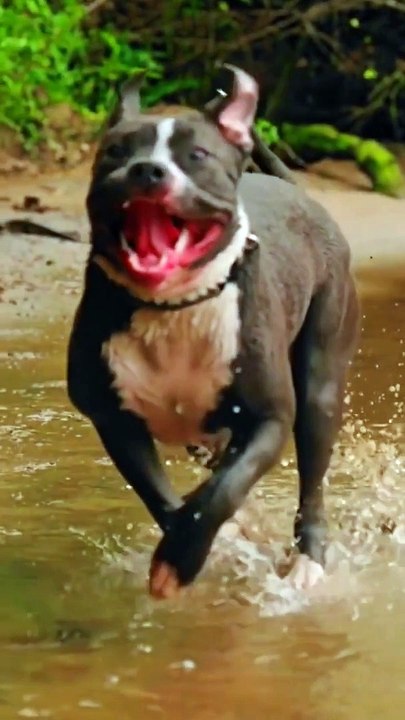 Dog in slow motion