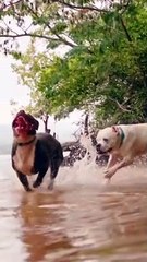 Dog Race Slow Motion ❤️